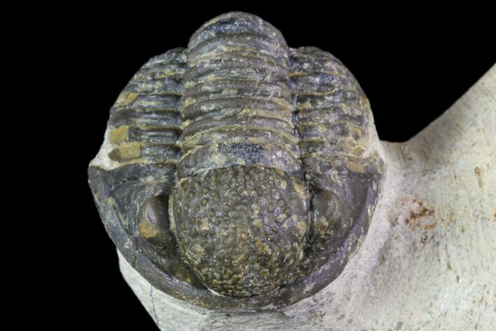 Bargain, Gerastos Trilobite Fossil - Morocco #84617